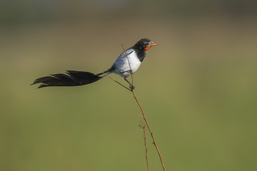 Strange tailed Tyrant, Alectrurus risora, .Iberà Marshes, Corrientes Province, Argentina