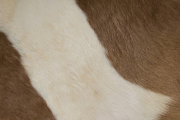 Horse fur background. Fur skins of horses.