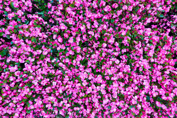 Begonia Flowers