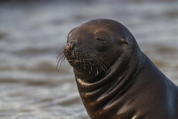 Obraz premium SOUTH AMERICAN SEA LION pup,Peninsula Valdez, Chubut,Patagonia ,Argentina