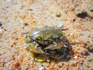 Green crab on the beach is shrinking as people.