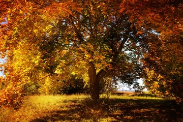 Goldener Oktober - Herbstlicher farbige Baum 