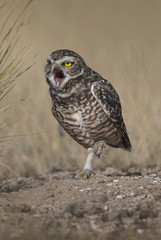 Athene cunicularia, Burrowing Owl , Peninsula Valdez,CHUBUT, Patagonia Argentina