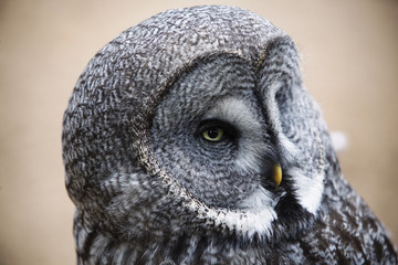 Great Grey Owl Portrait