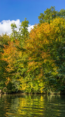 Herbst im Wald mit farbenfrohem Laub

