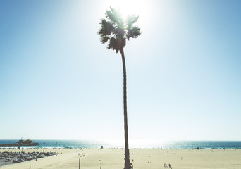 Palm tree in santa monica