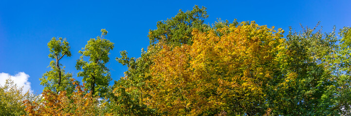 Naklejka premium Herbst im Wald mit farbenfrohem Laub