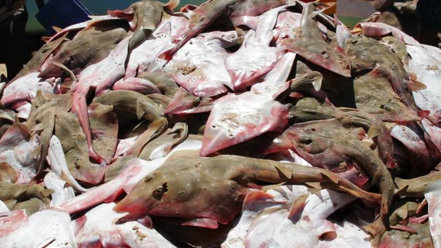 Pile of ead fish, Muttom, Tamil Nadu, India..