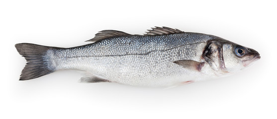 Seabass isolated on white background with clipping path