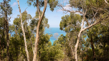 Blick auf den Pazifik von Teddys Lookout, Victoria in Australien