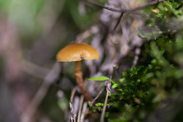 Small orange mushroom photographed in a forest of chestnut trees.