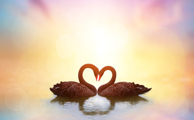 Beau cygne noir en forme de coeur sur le coucher du soleil du lac .Love bird concept