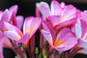 Pink Frangipani Flower