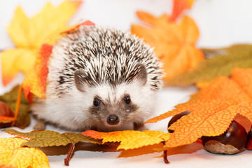 African white- bellied hedgehog