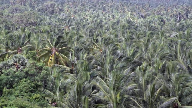 Palm trees canopy, Muttom, Tamil Nadu, India..
