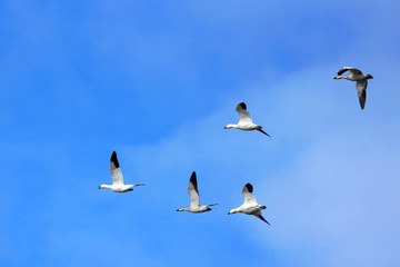 Snow geese in flight