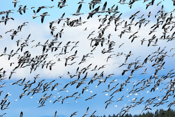 Large flock of snow geese