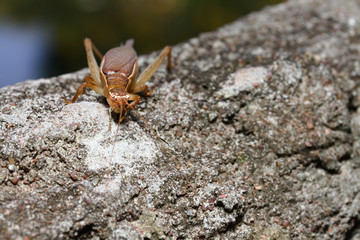 Gryllidae on wood