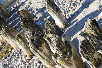 Partially rotted wooden breakwaters
