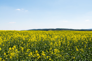 rapeseed field in spring