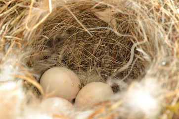 Bird eggs in a nest