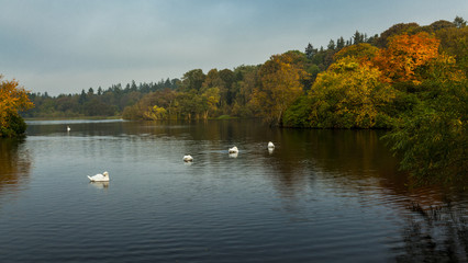 Obraz premium Early morning light on autumn colours at Bolam Lake, Northumberland, England, UK.