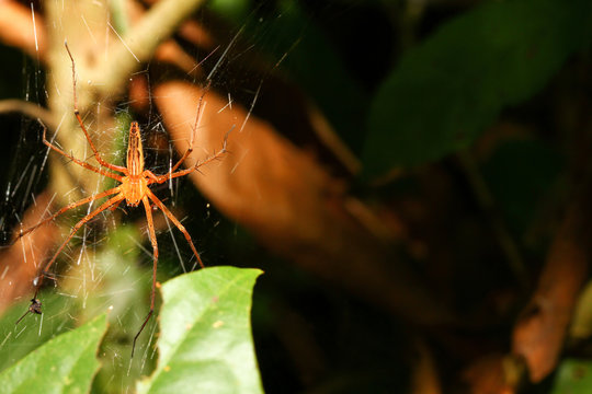 Lynx Spider (Oxyopes)