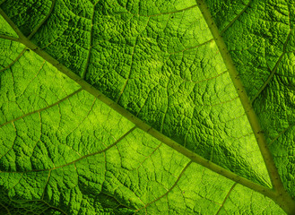 Green Leaf Detail