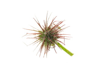 Seed-bearing Wood avens plant on white background