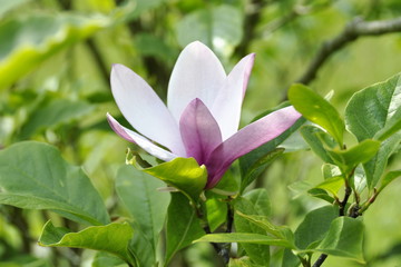 Single Magnolia flower in a garden