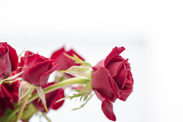 Red love roses flowers bouquet close up on a white background