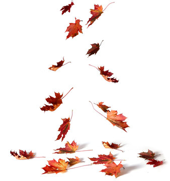 Pile of autumn colored leaves  on white background.