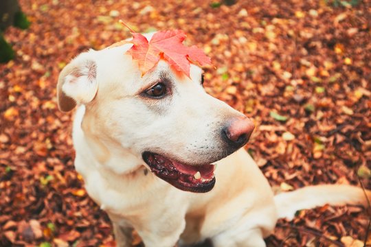 Dog in autumn