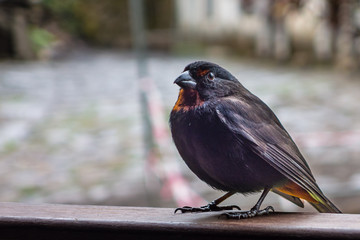 Oiseau au musée de la Grivelière, en Guadeloupe