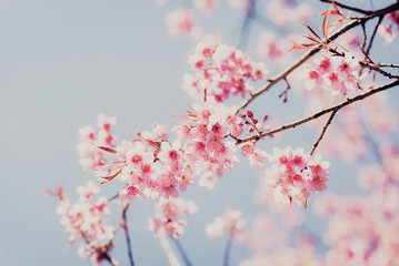 Pink cherry blossom flower