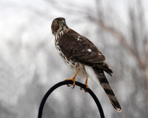 Coopers Hawk