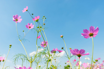 Obraz na płótnie Canvas cosmos flower field with blue sky background