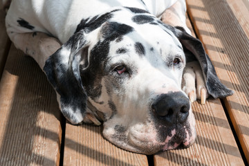 Alte deutsche Dogge geniesst die Sonne auf dem Balkon