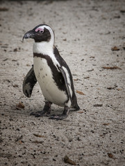 Naklejka premium Jackass Penguin (Cape Penguin, African Penguin)