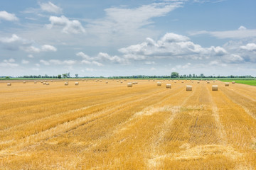 Golden wheat field harvesting