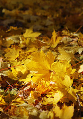 Beautiful fall foliage of maple tree