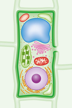 Plant cell structure cross-section with Green cell wall, membranes, and chloroplasts, purple nucleus, orange endoplasmic reticulum and ribosomes, blue vacuole, pink Golgi body and red mitochondria.