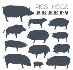 Pigs, hogs breed icon set. Flat design - obrazy, fototapety, plakaty
