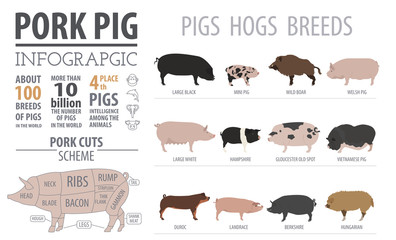 Pigs, hogs  breed infographic template. Flat design