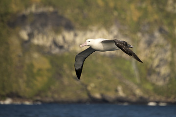 Albatros de Tristan, Diomedea dabbenena, Ile Gough, Archipel Tristan da Cunha, Atlantique Sud,...