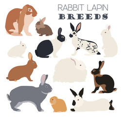 Rabbit, lapin breed icon set. Flat design