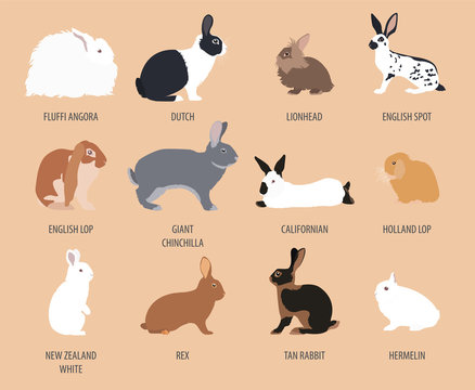 Rabbit, lapin breed icon set. Flat design