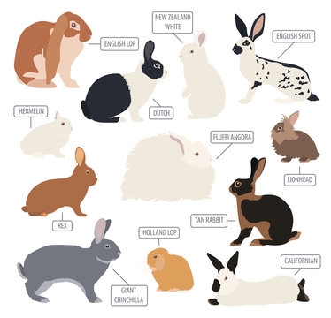 Rabbit, lapin breed icon set. Flat design