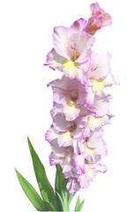 Pink and white gladiola flowers