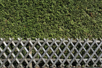Hecke mit Zaun